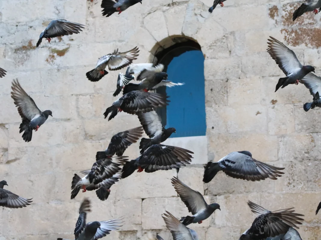 Pigeons of Split